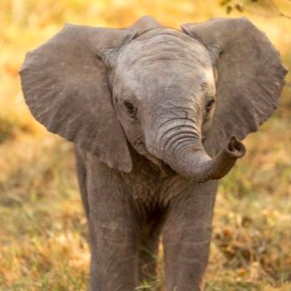 Meet your Posher, Kaebear